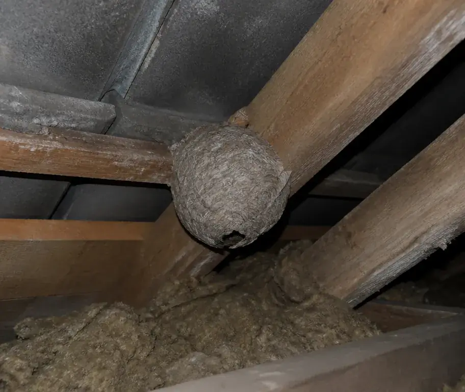 A real papery wasp nest attached to rafters in a loft